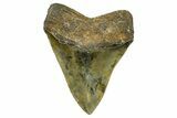Serrated, Fossil Megalodon Tooth - North Carolina #370209-2